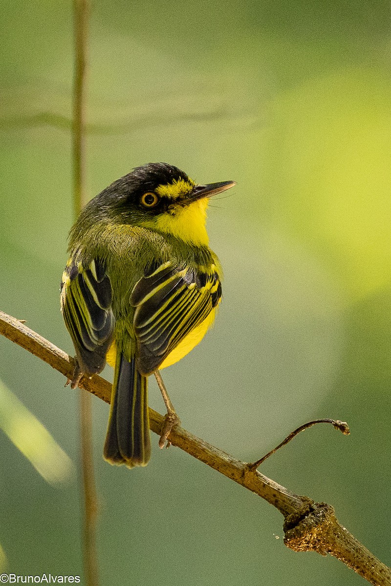 Gray-headed Tody-Flycatcher - ML645624909