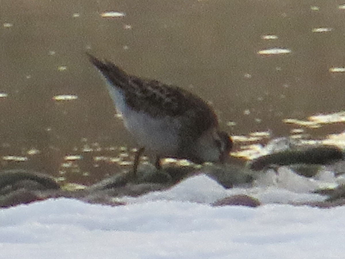 jespák skvrnitý - ML645624913