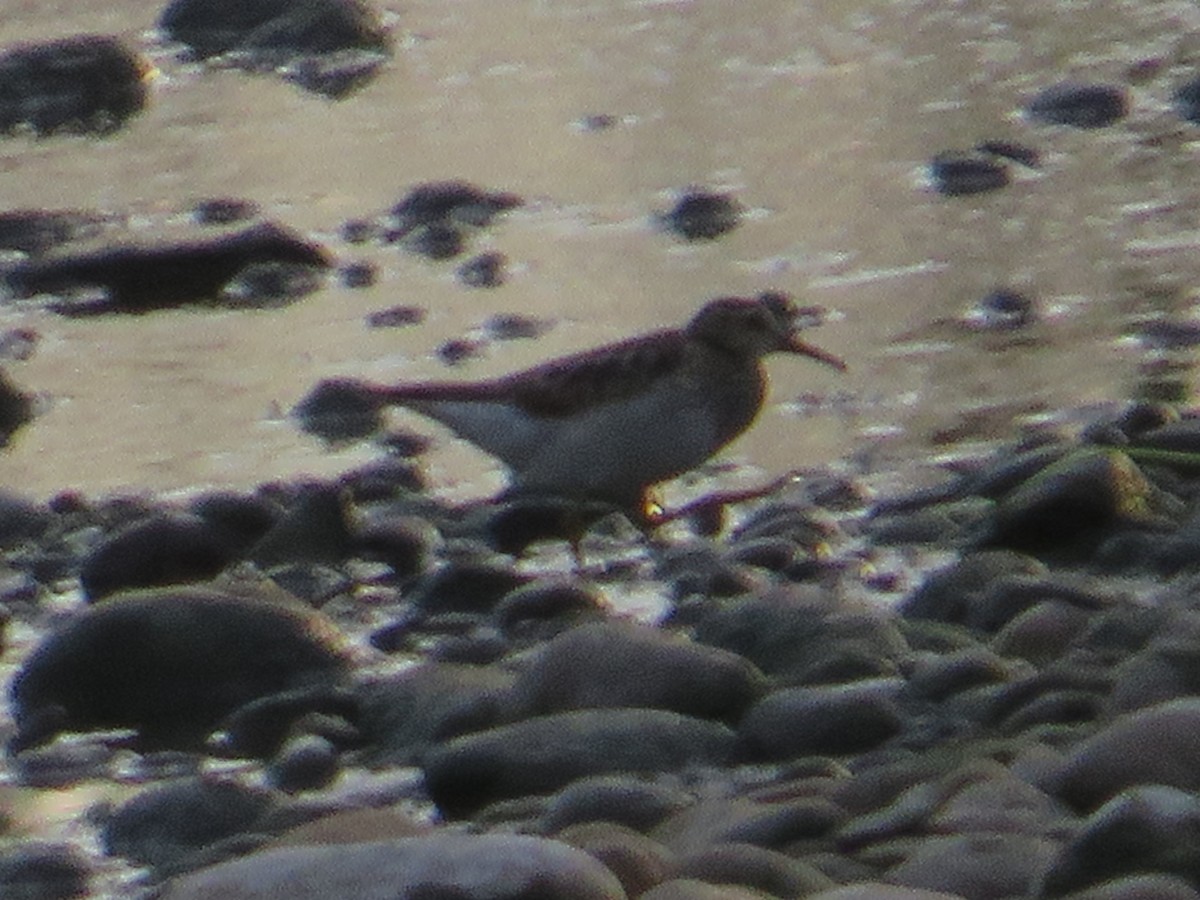 jespák skvrnitý - ML645624914