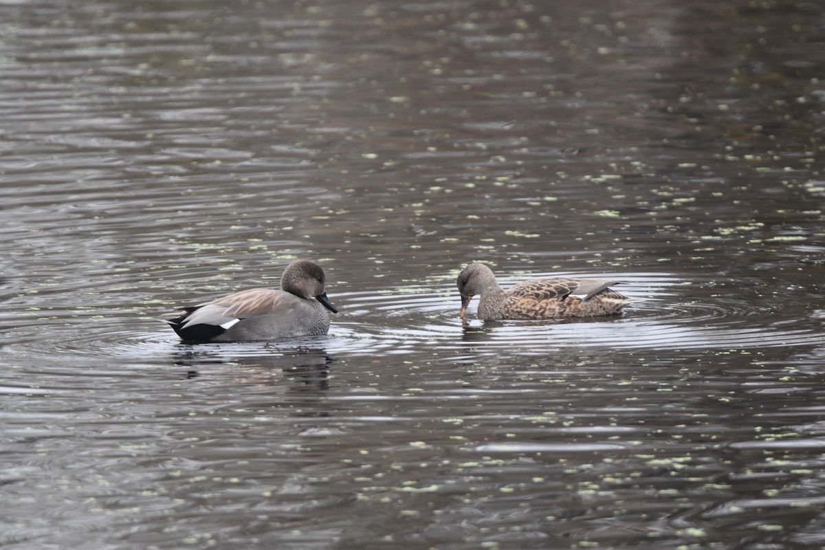 Нерозень - ML645624922