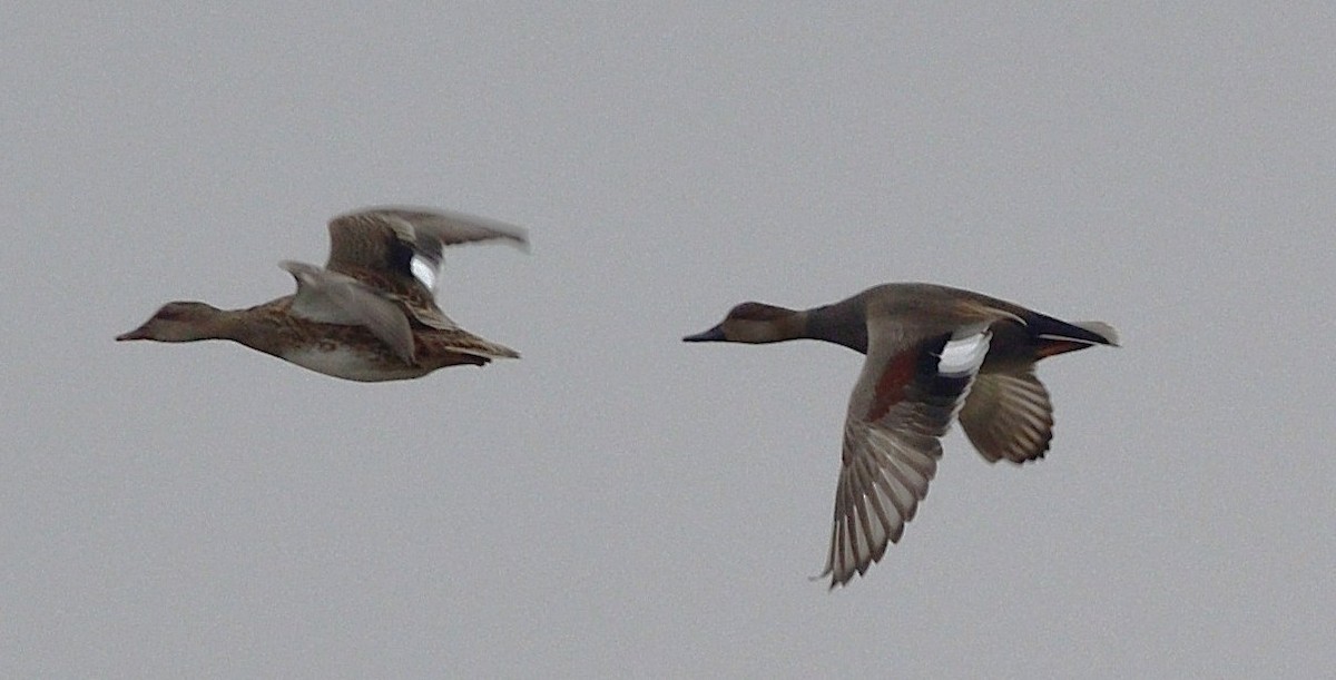 Нерозень - ML645624924