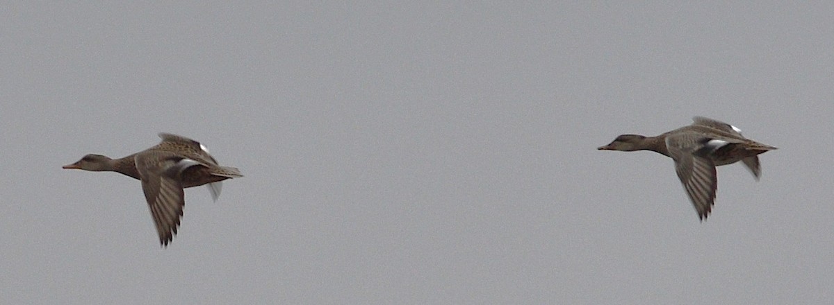 Нерозень - ML645624925