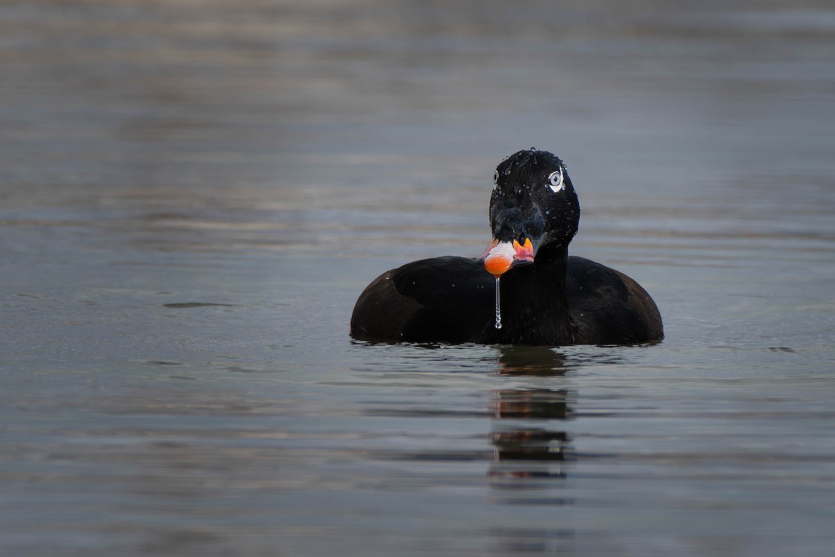 Höckersamtente - ML645624929