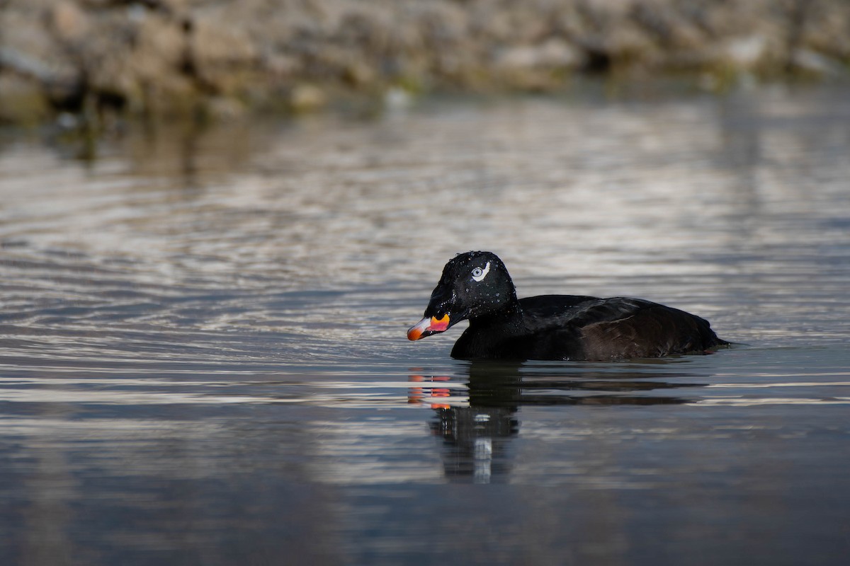 Höckersamtente - ML645624931