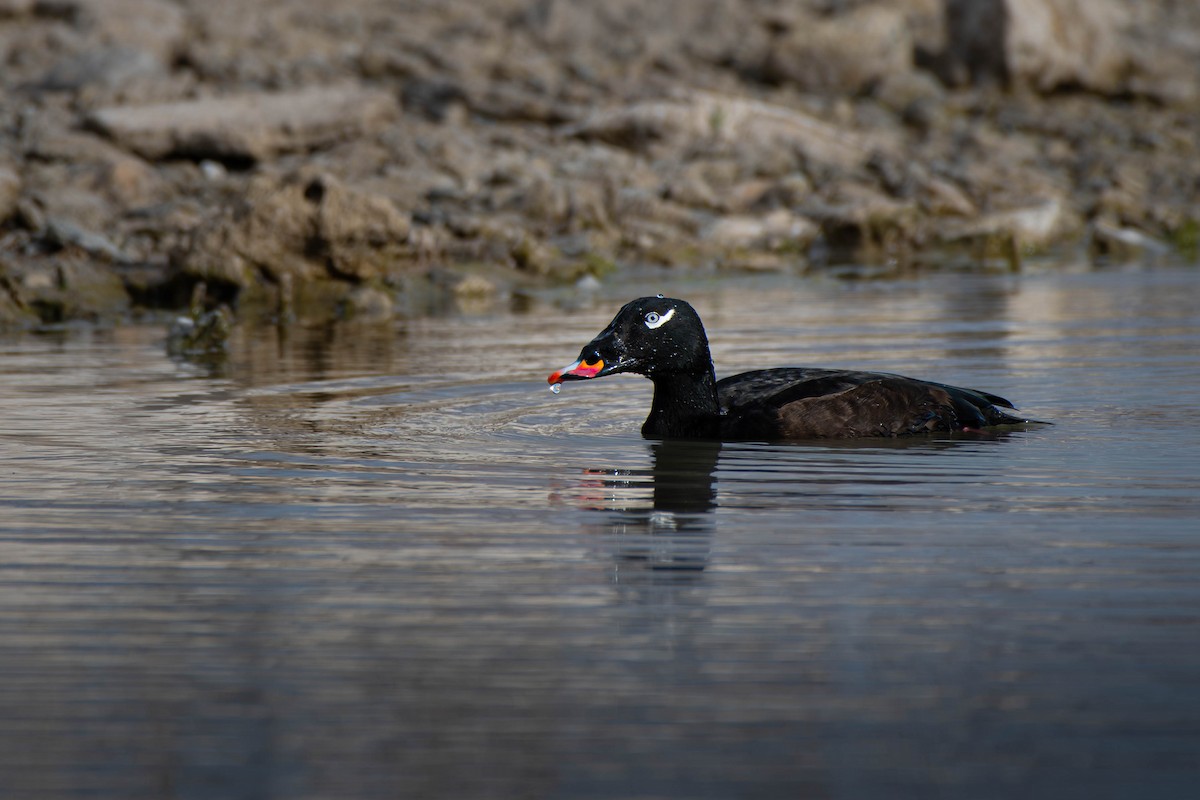 Höckersamtente - ML645624932