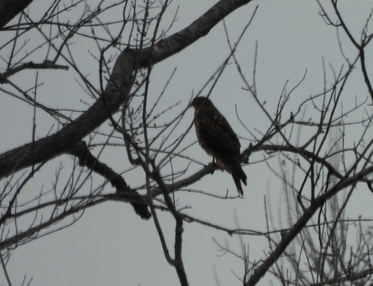 Лунь американський - ML645624934