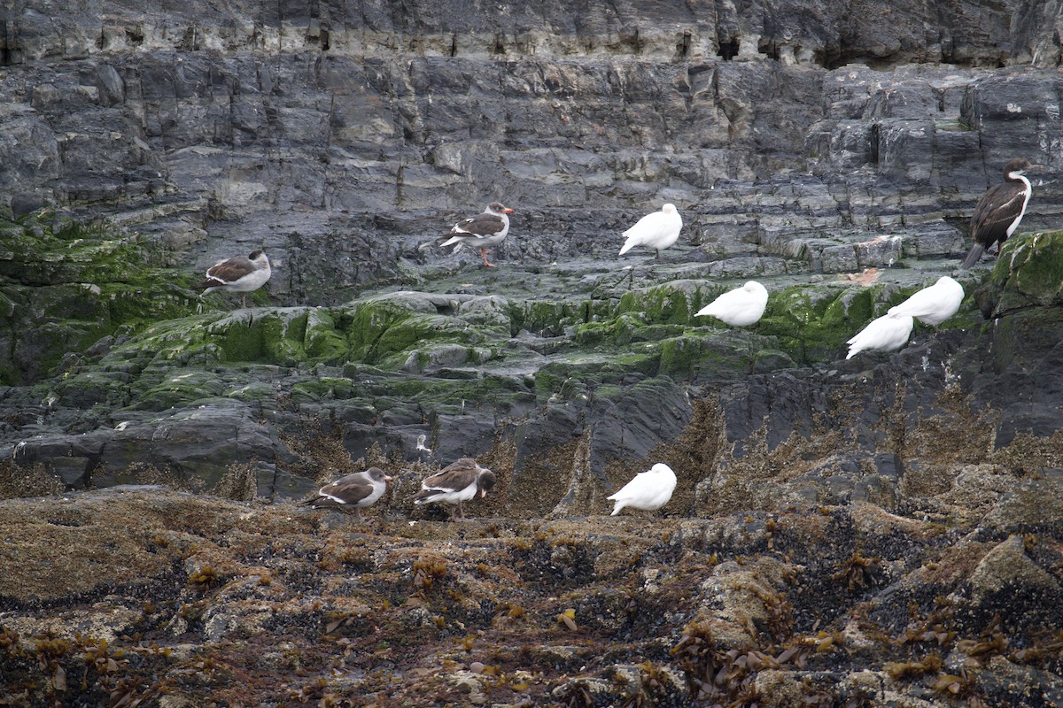 Snowy Sheathbill - ML645624935