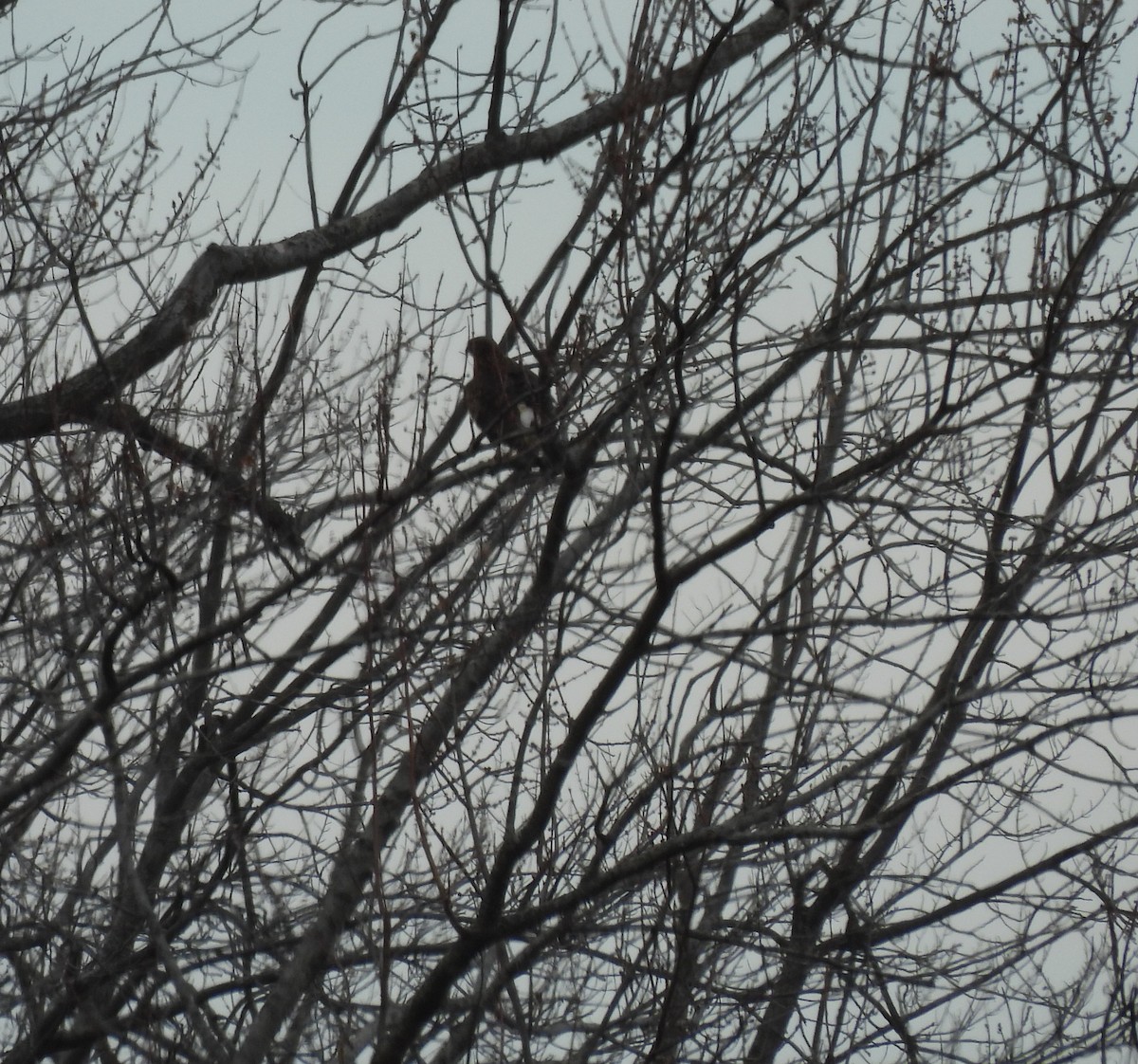 Лунь американський - ML645624936