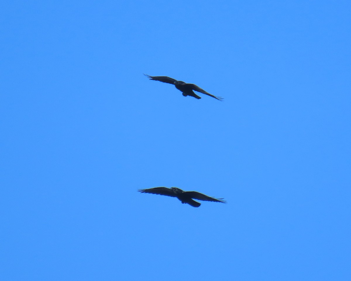 עורב שחור - ML645624949