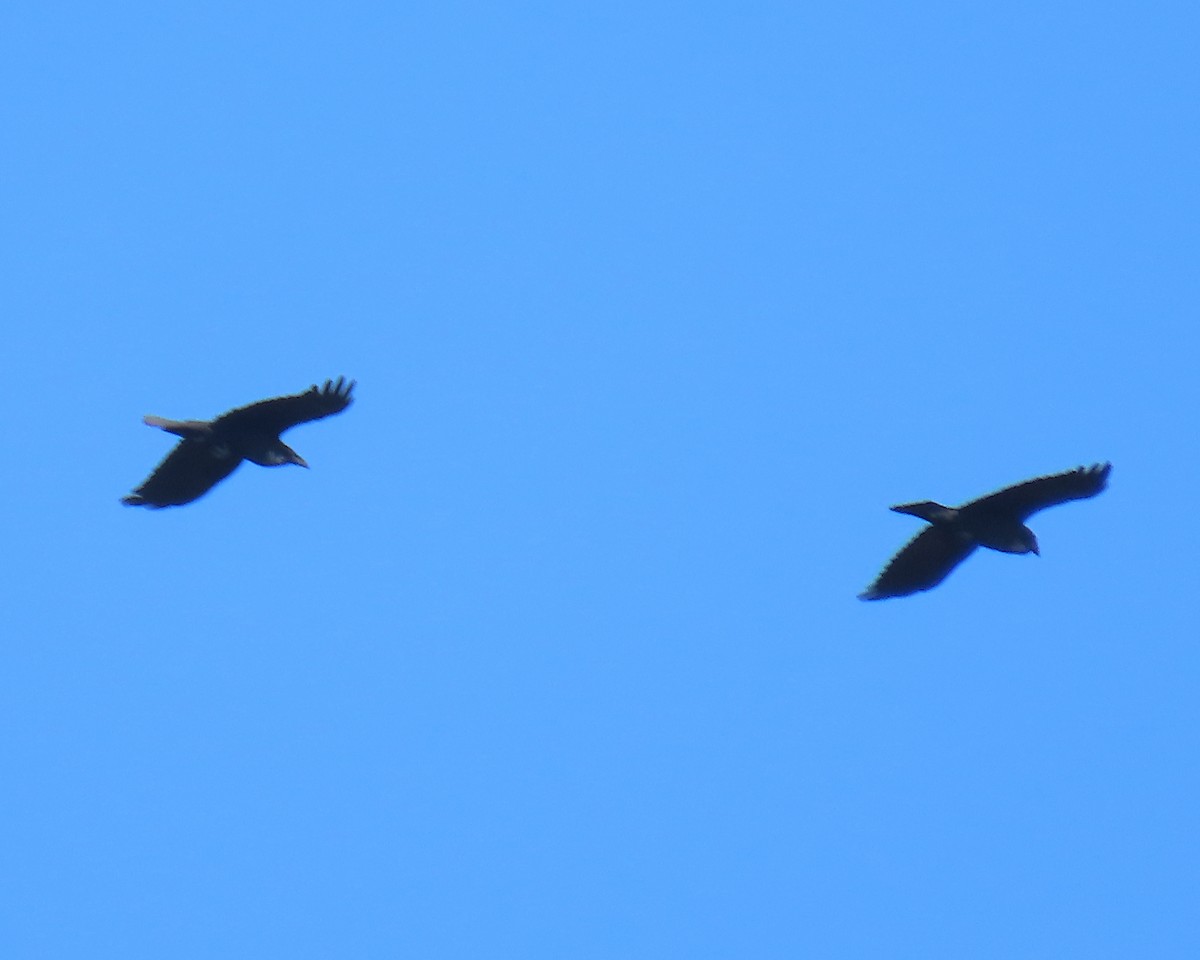 עורב שחור - ML645624950