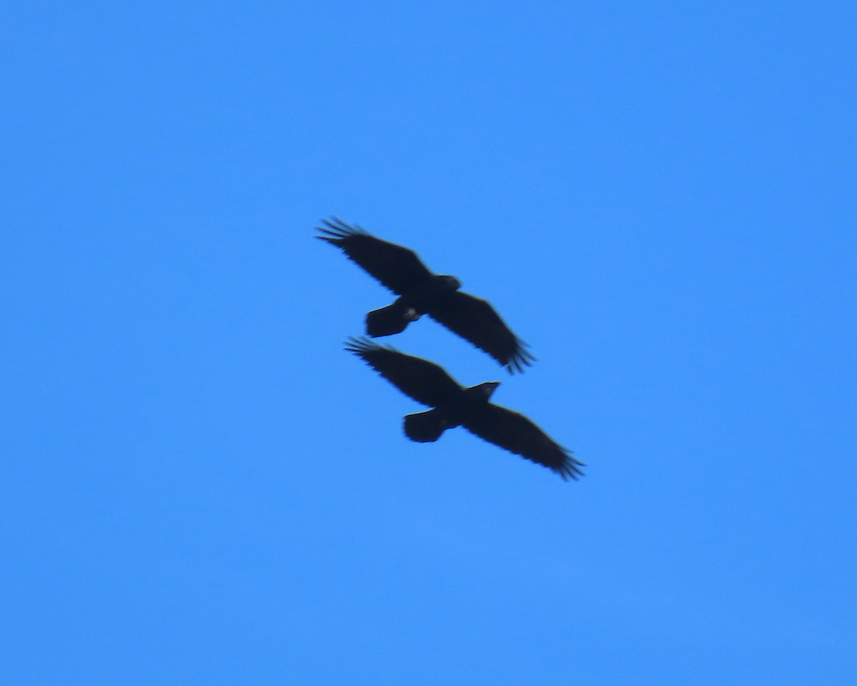 עורב שחור - ML645624951