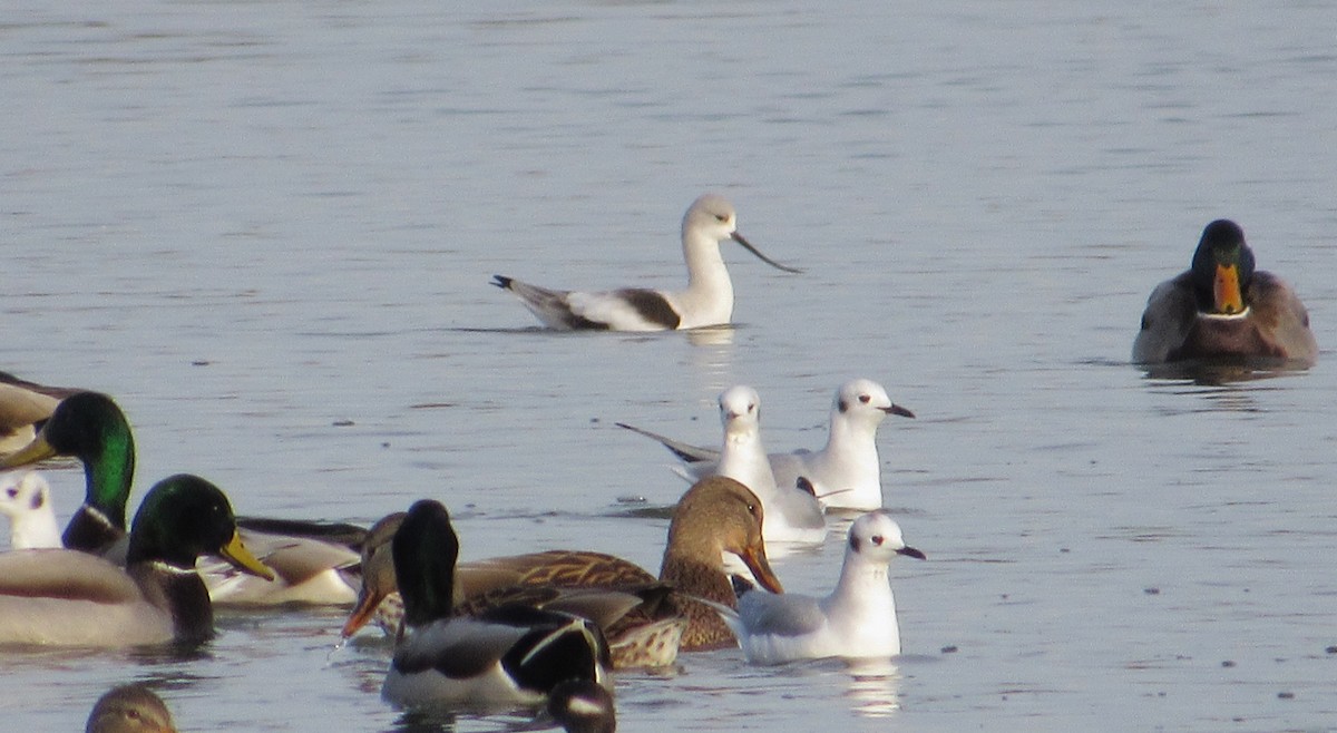 American Avocet - ML645624952