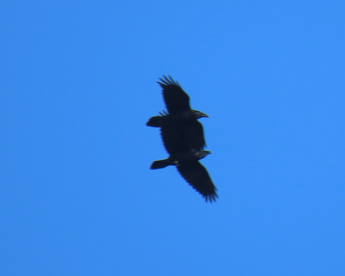 עורב שחור - ML645624953