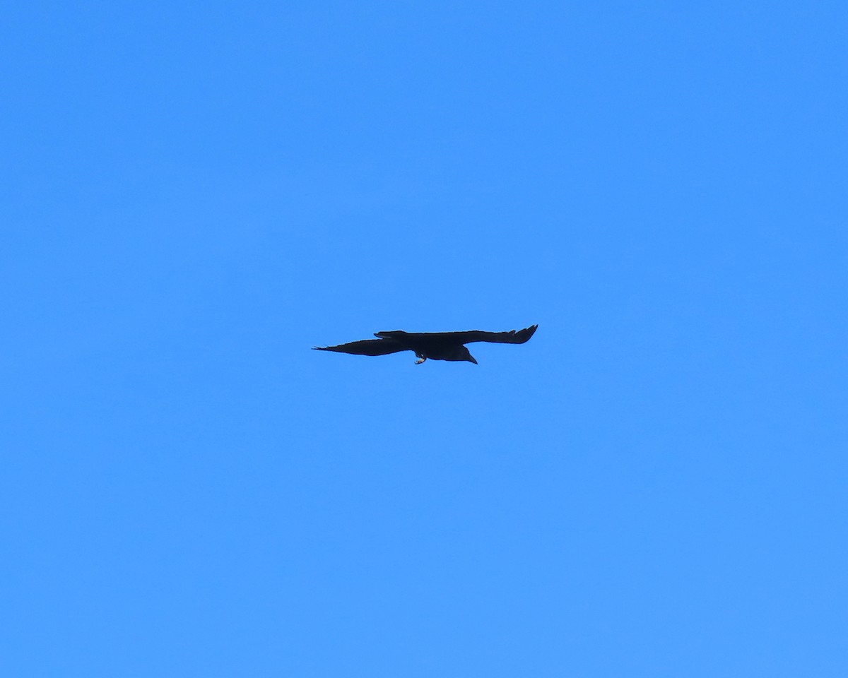 עורב שחור - ML645624954