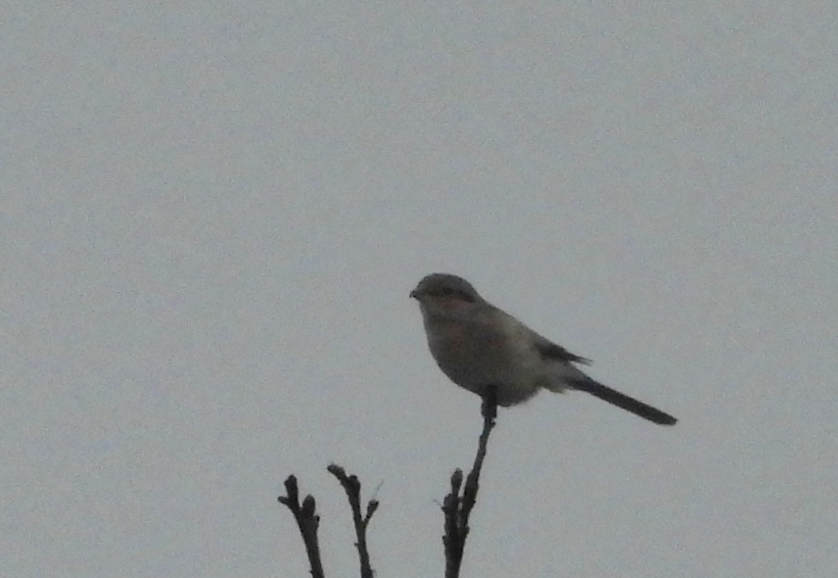 Northern Shrike - ML645624955