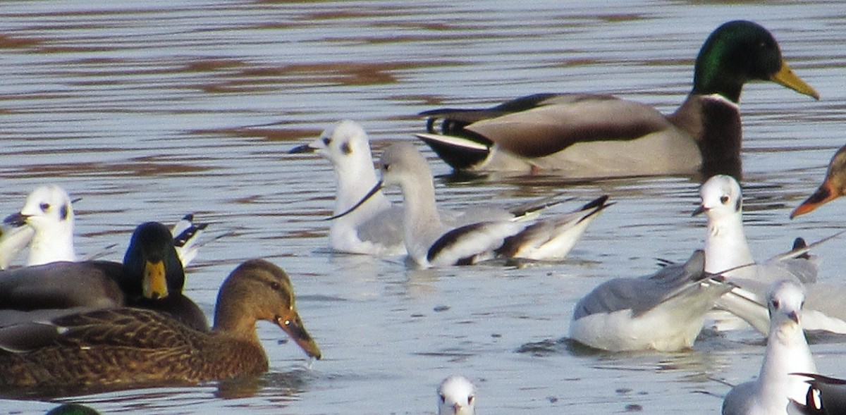 American Avocet - ML645624956