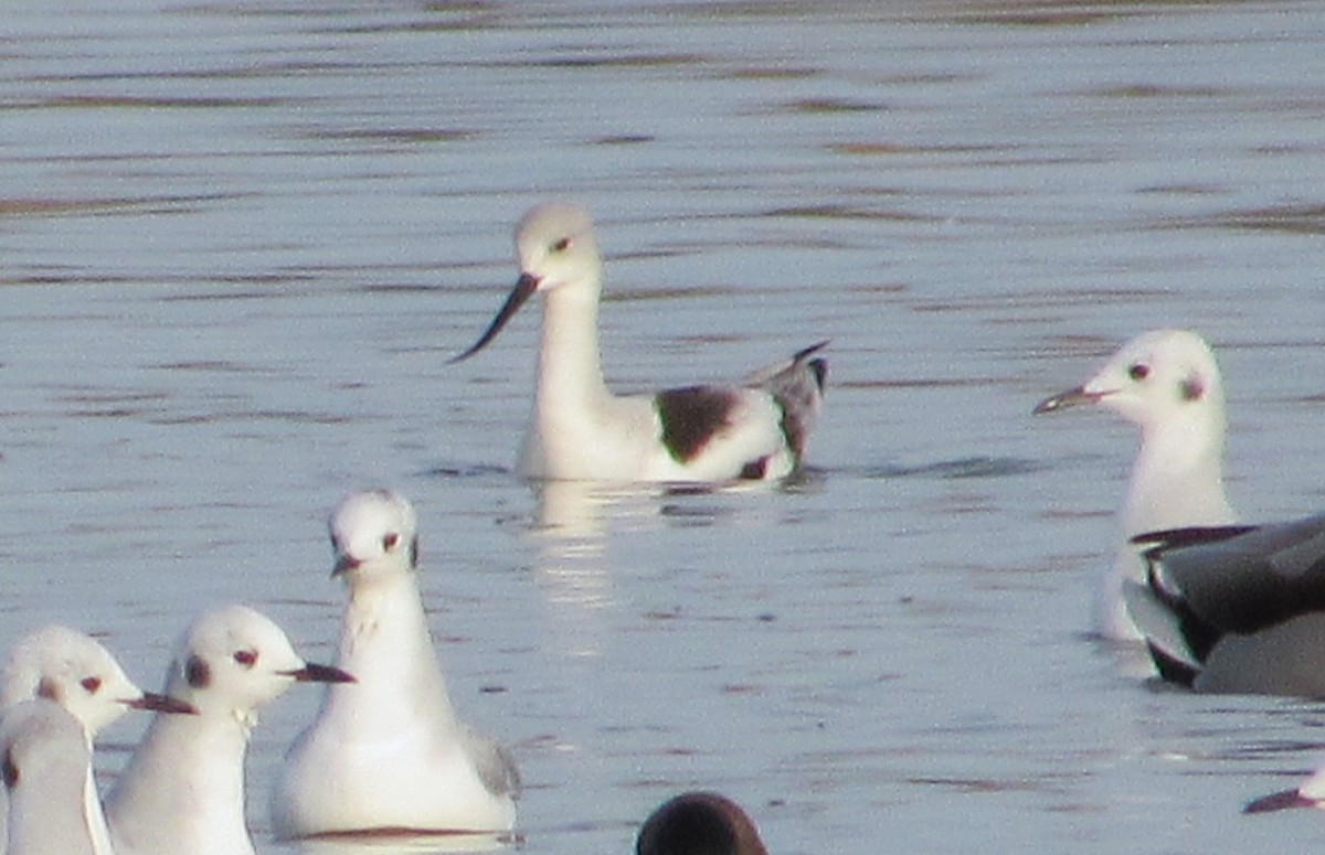 American Avocet - ML645624970