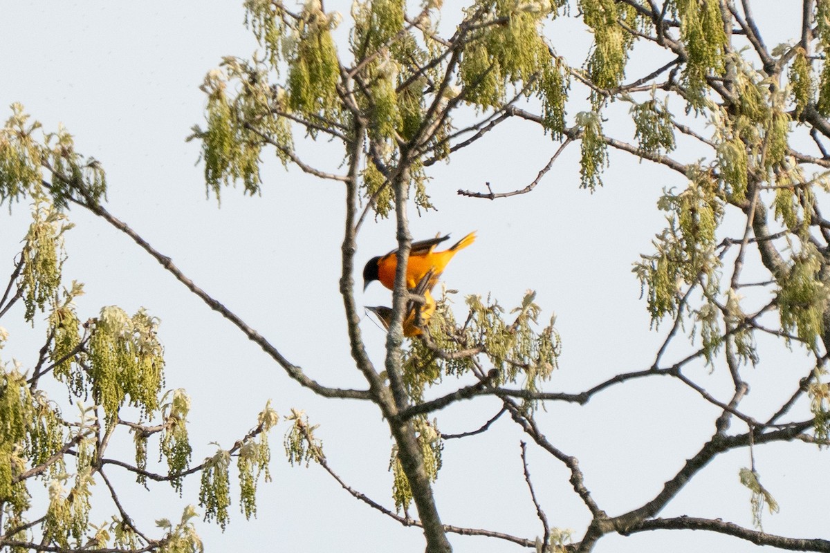 Балтиморский трупиал - ML645624971