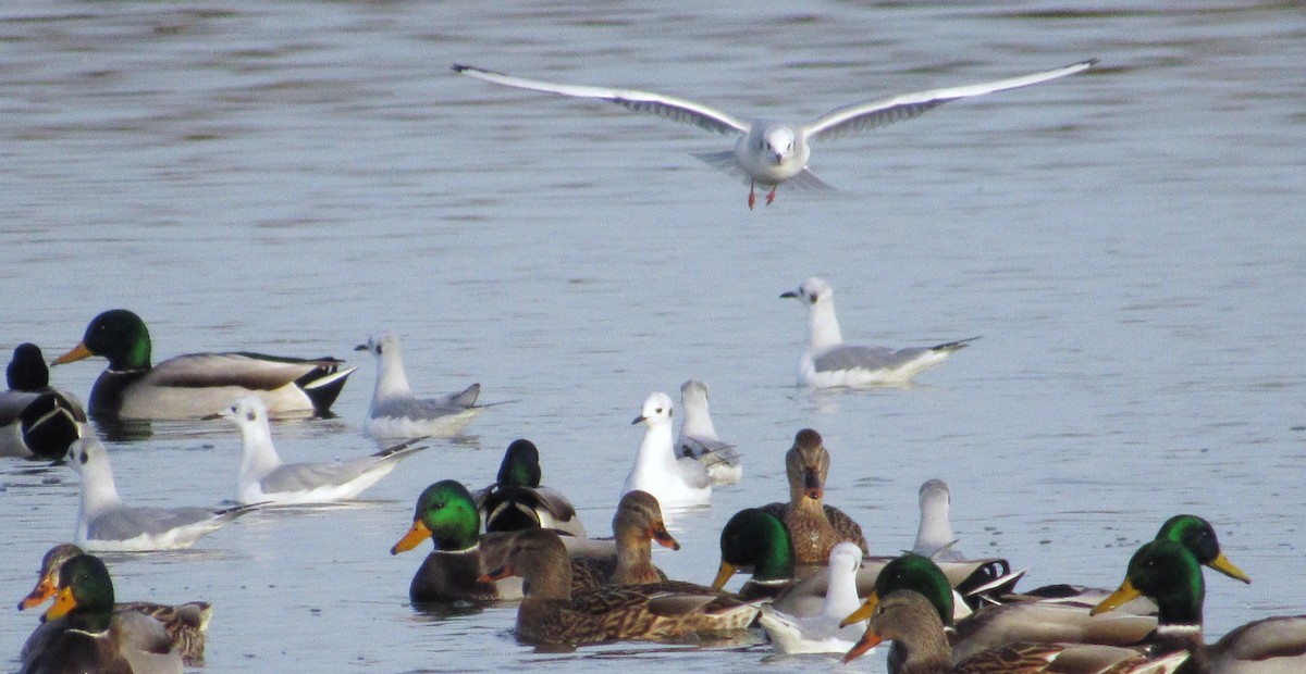 Bonaparte's Gull - ML645624980