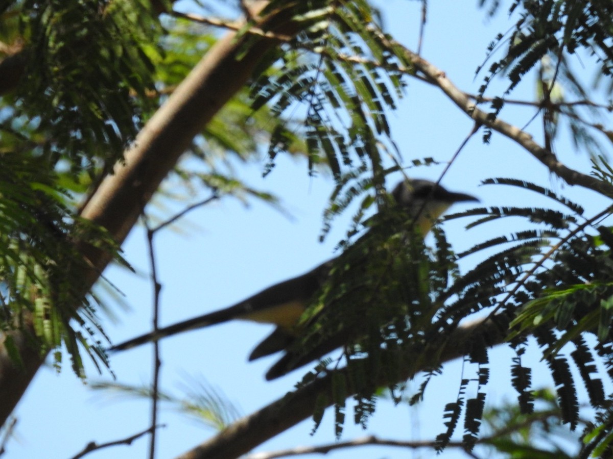 Yellow-billed Cuckoo - ML645624993