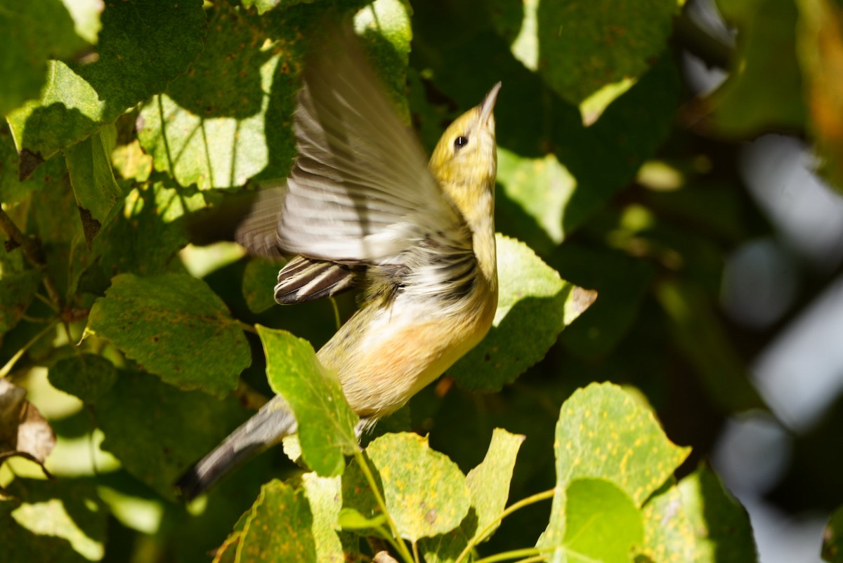 Bay-breasted Warbler - ML645624996