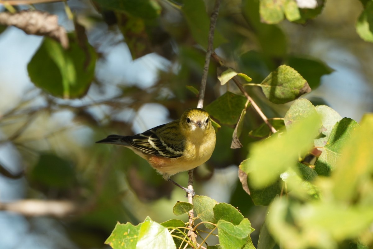Bay-breasted Warbler - ML645624997
