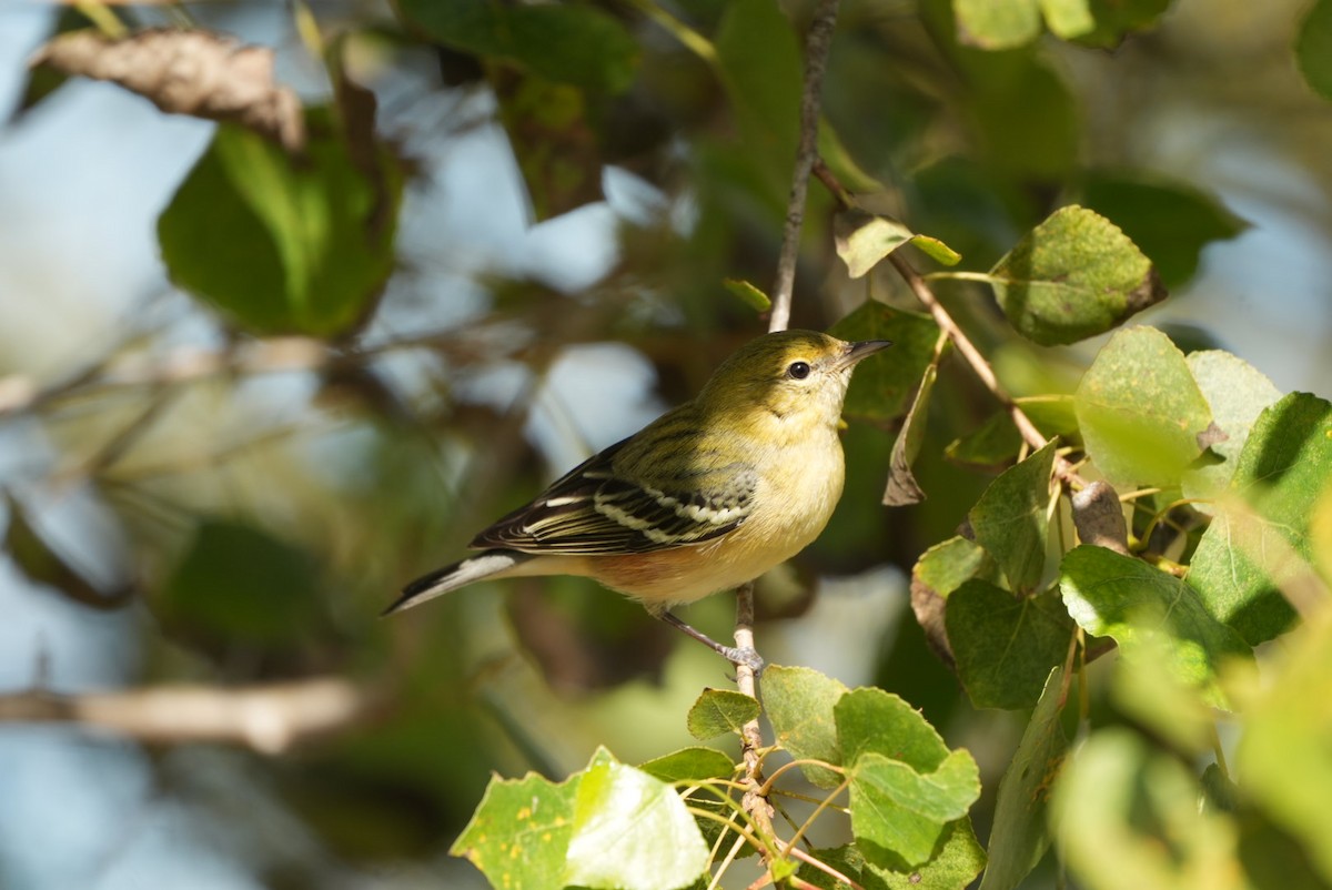Bay-breasted Warbler - ML645624998