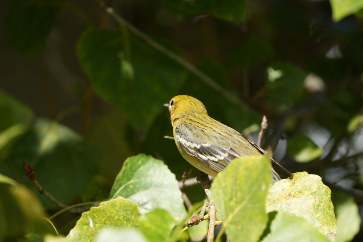 Bay-breasted Warbler - ML645624999