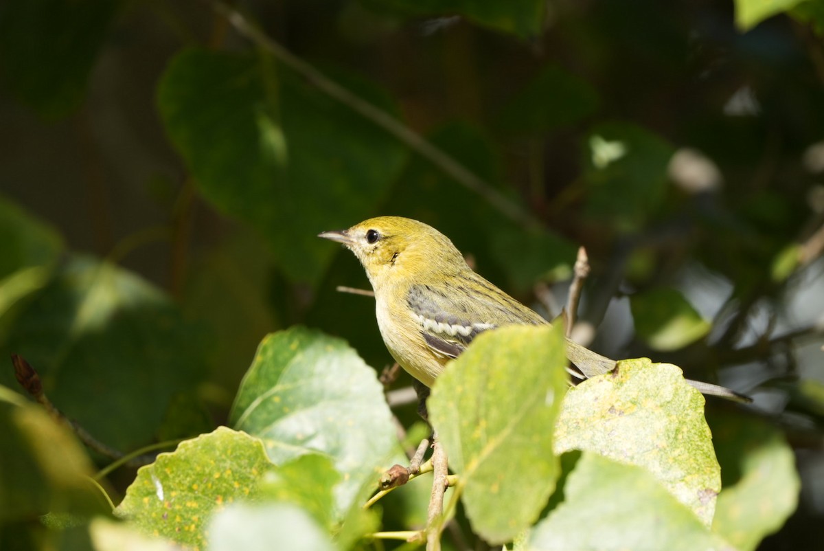 Bay-breasted Warbler - ML645625000