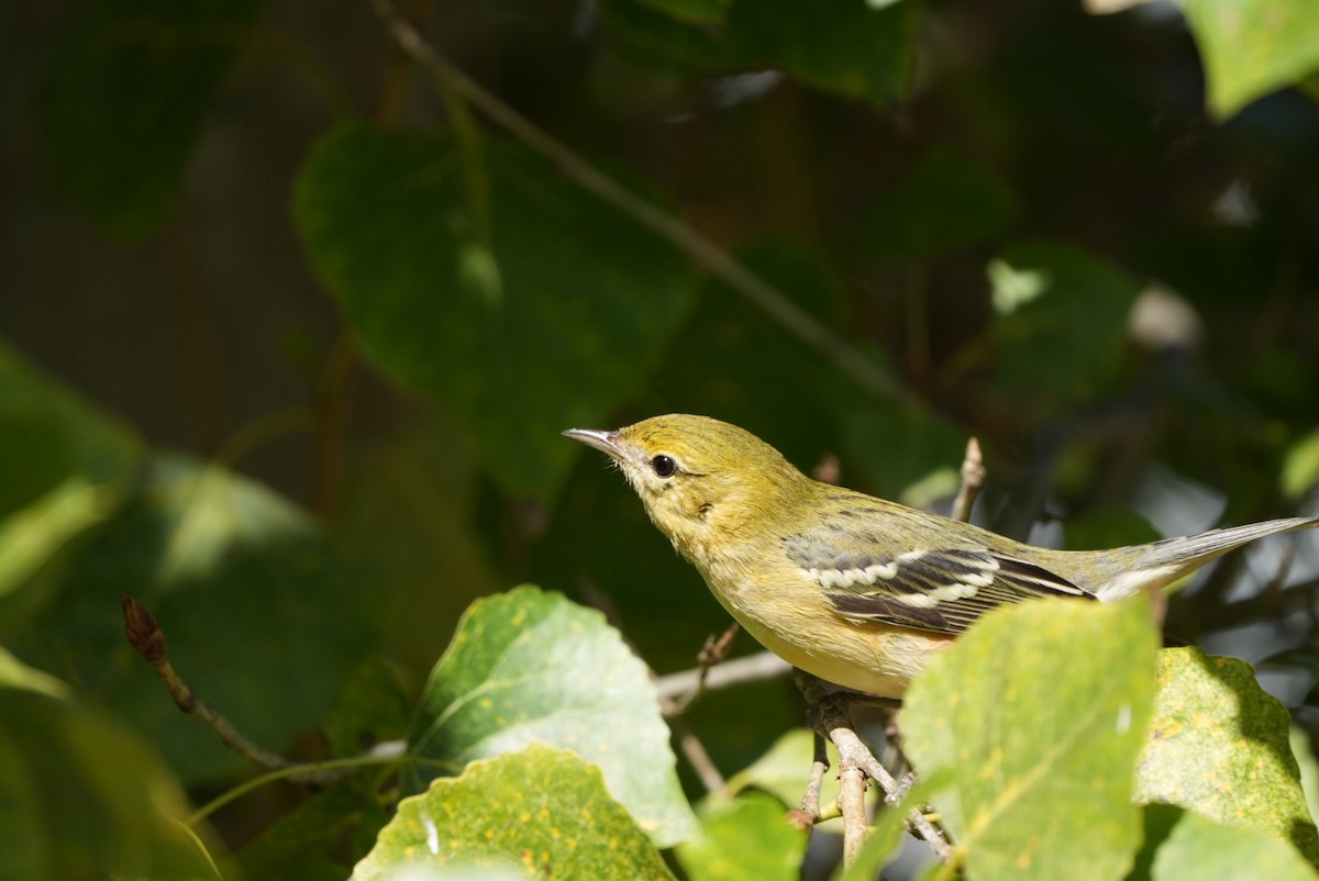 Bay-breasted Warbler - ML645625001