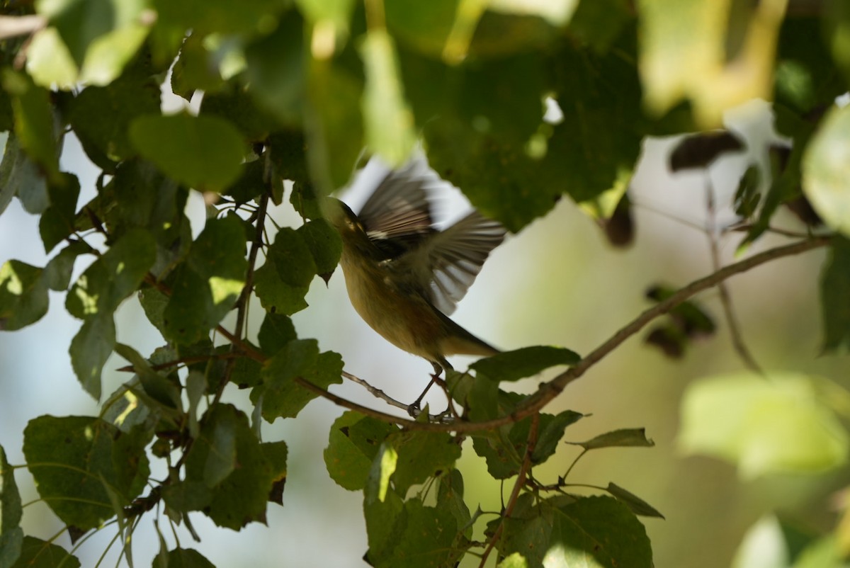 Bay-breasted Warbler - ML645625002