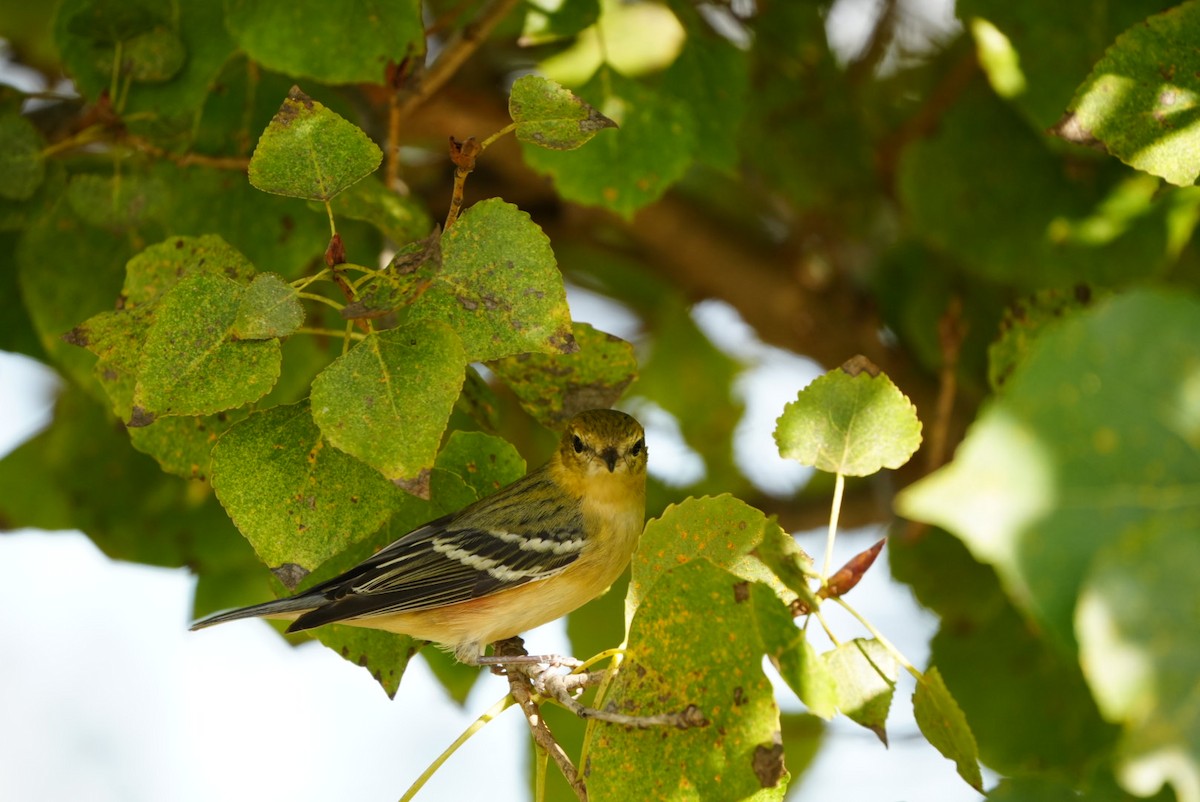 Bay-breasted Warbler - ML645625003