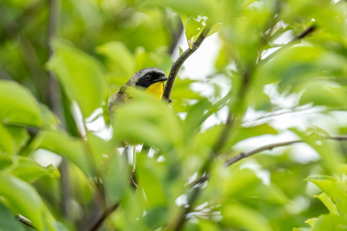 Common Yellowthroat - ML645625008