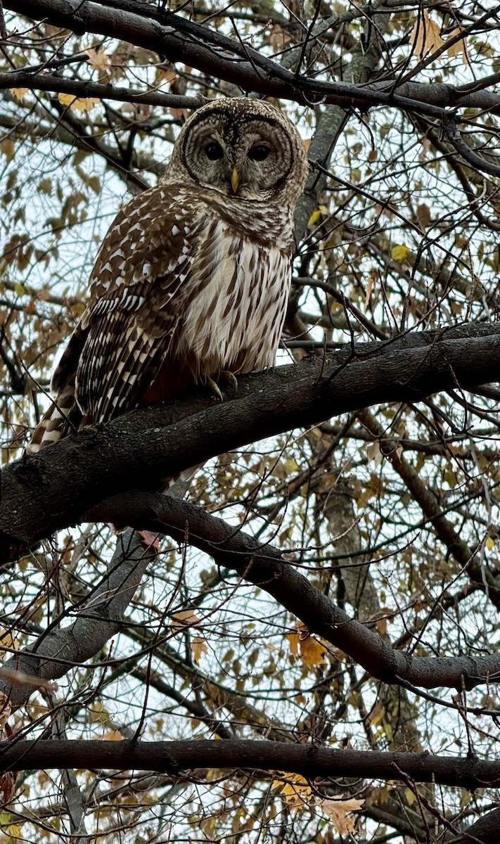 Barred Owl - ML645625016