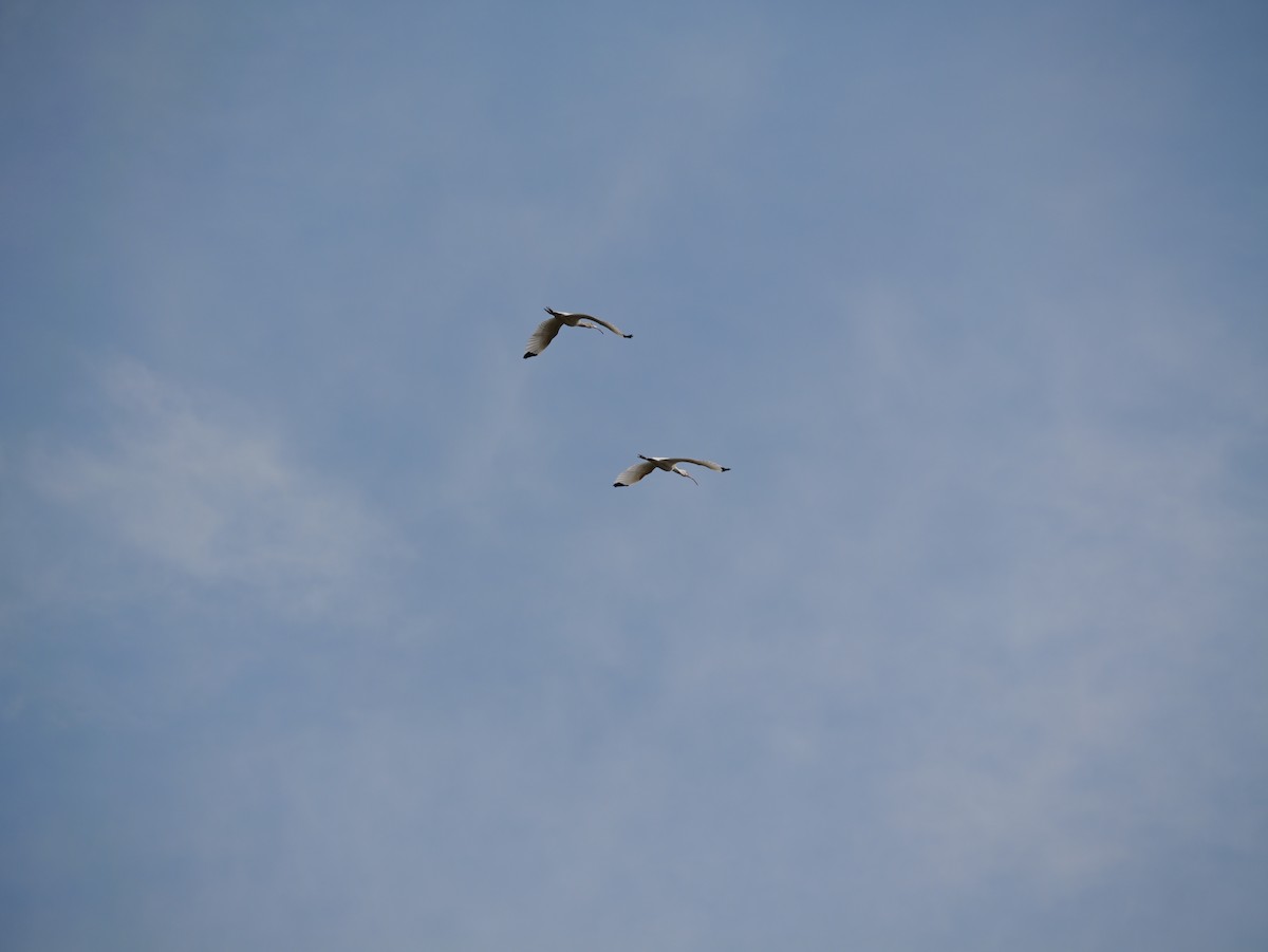 Ak Aynak - ML645625024