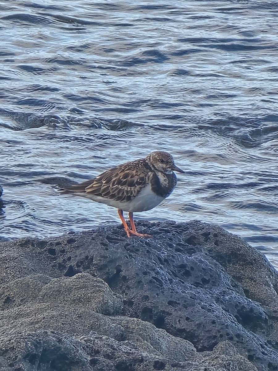 キョウジョシギ - ML645625028