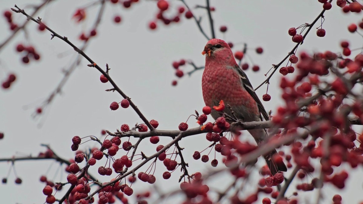 Pinu-gailupa - ML645625042