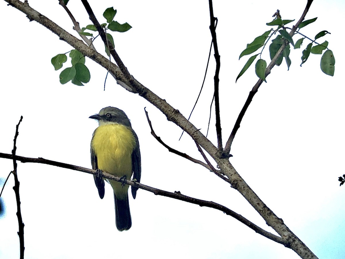 Tyran à tête grise - ML645625044