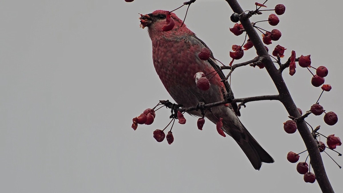 Pinu-gailupa - ML645625045