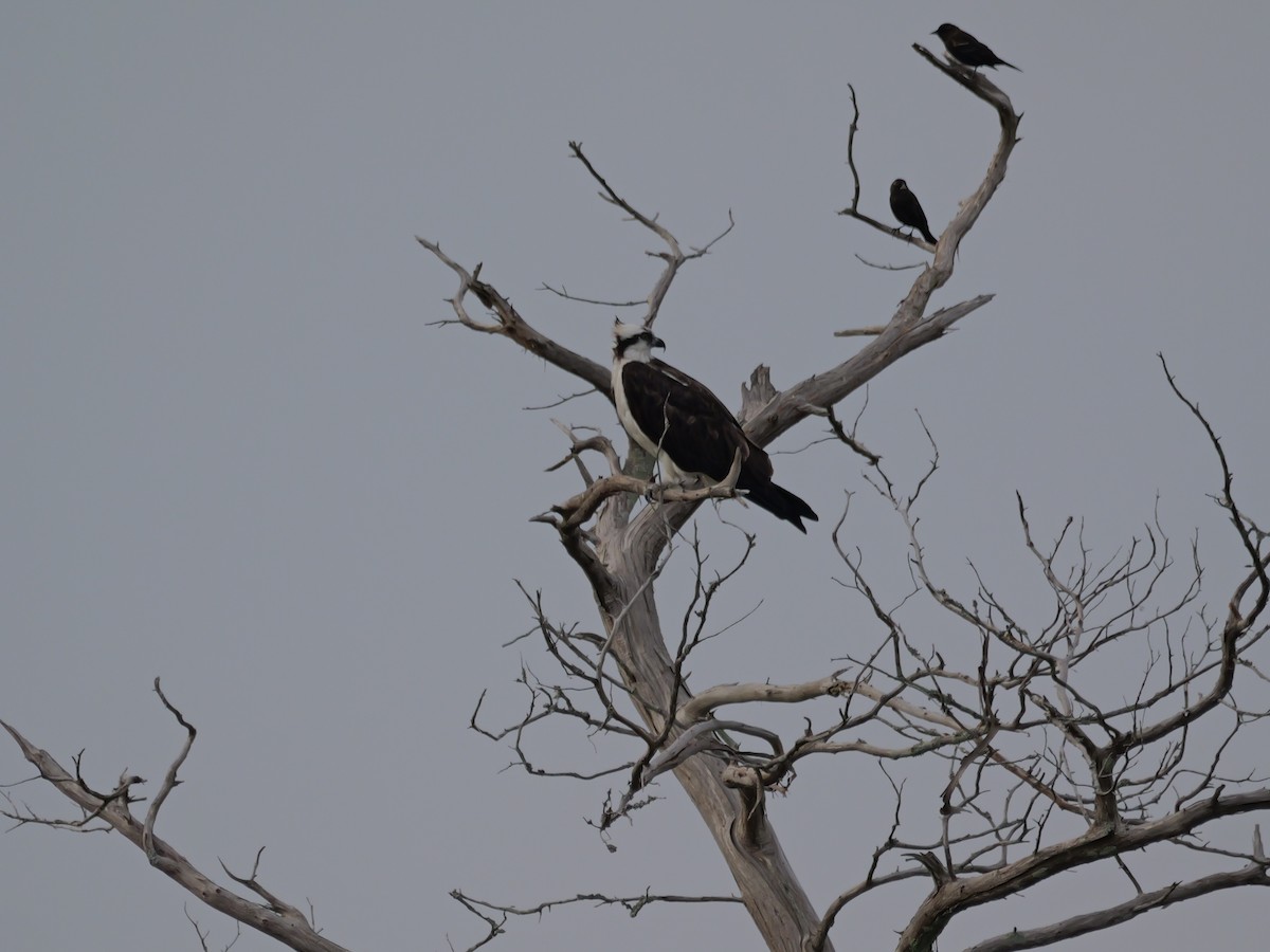 Osprey - ML645625049