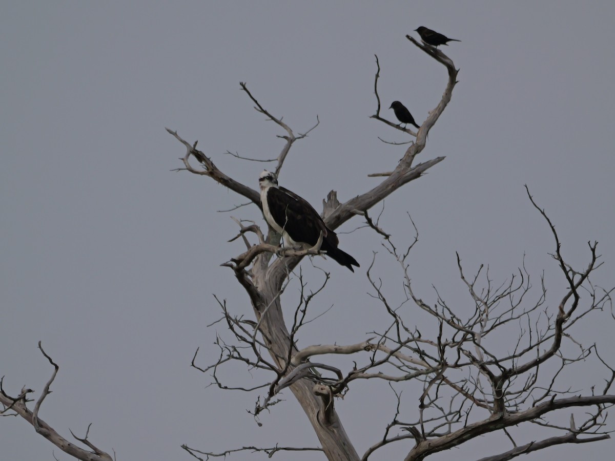 Osprey - ML645625050