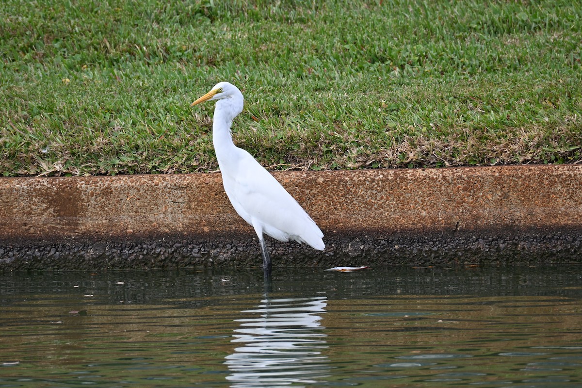Great Egret - ML645625051