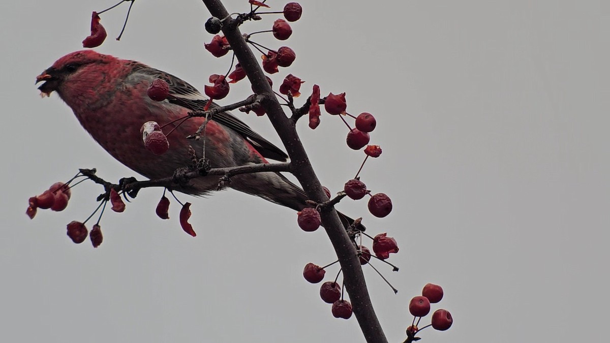 Pinu-gailupa - ML645625055