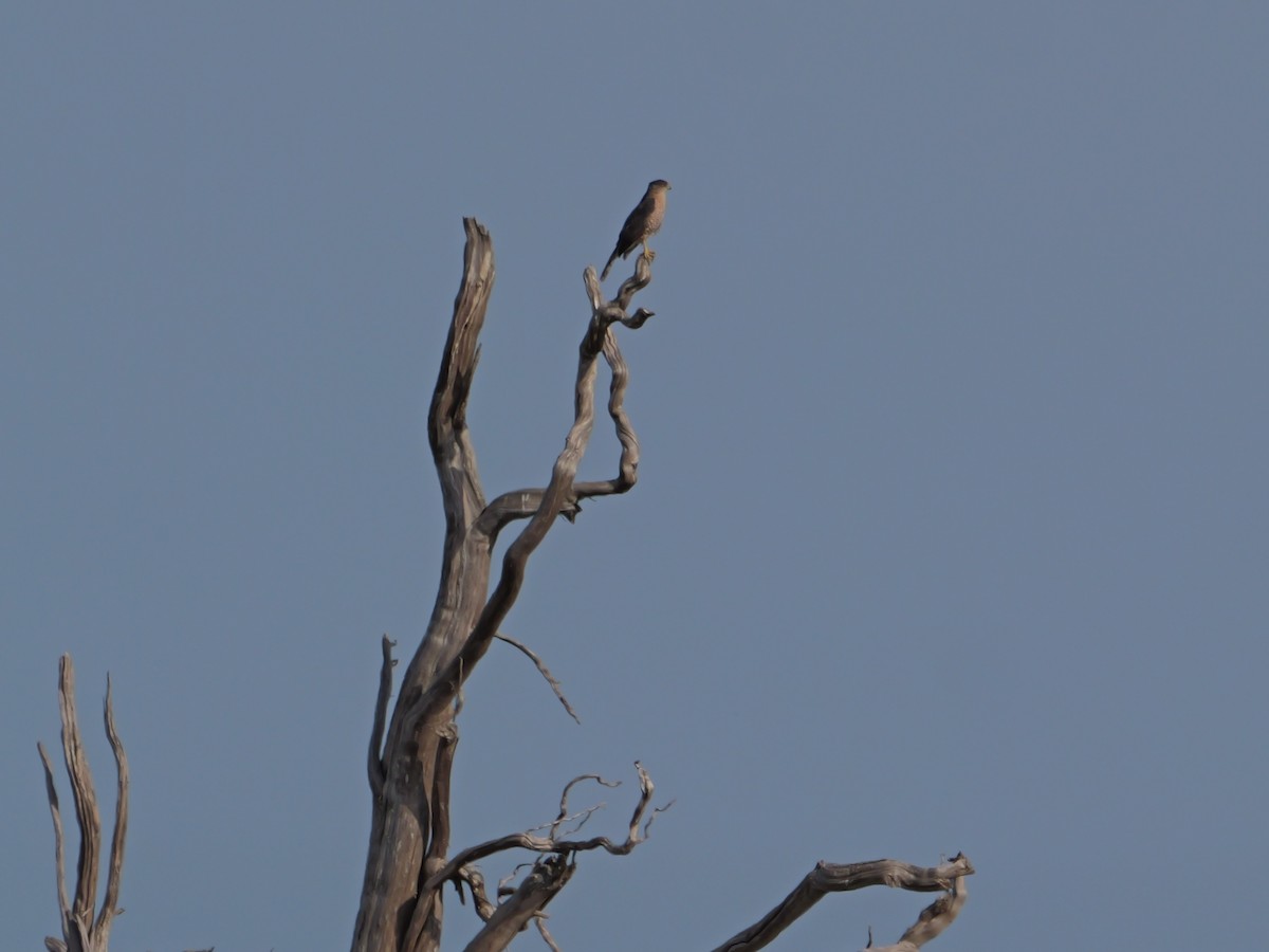 Cooper's Hawk - ML645625056