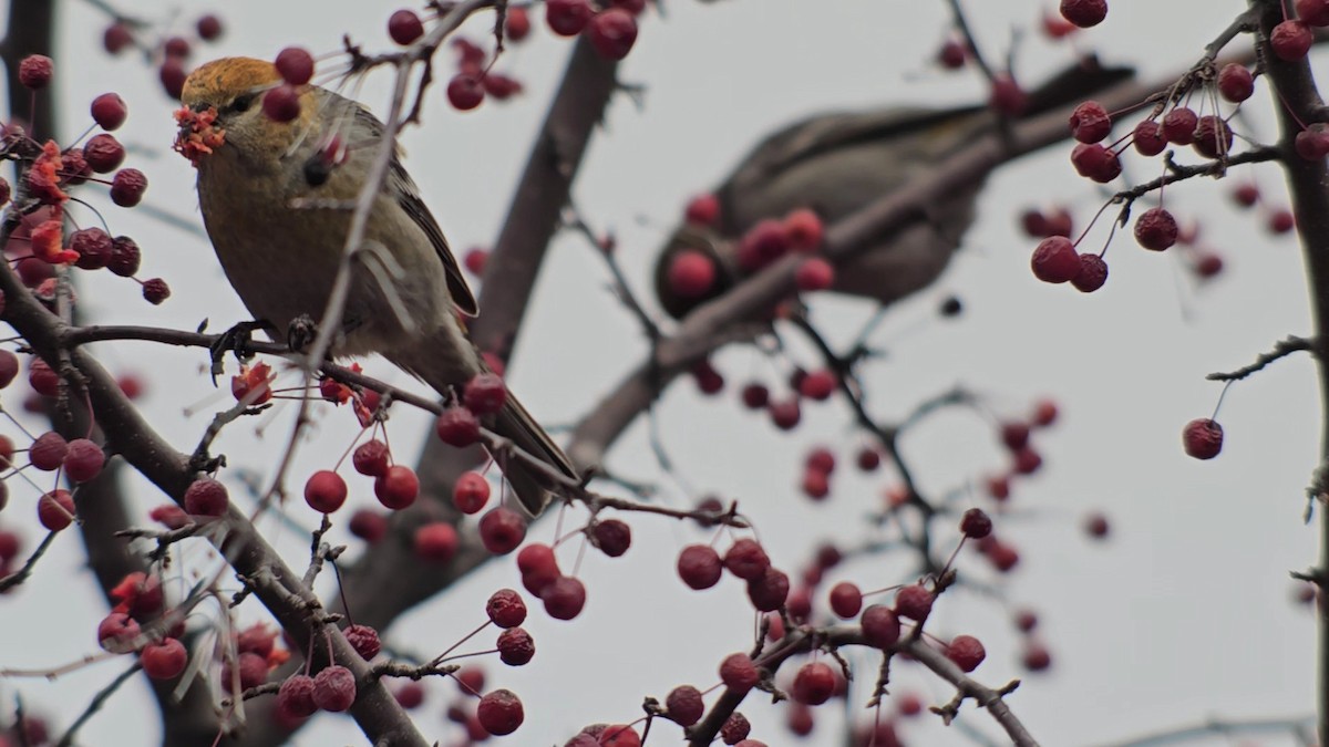 Pinu-gailupa - ML645625058