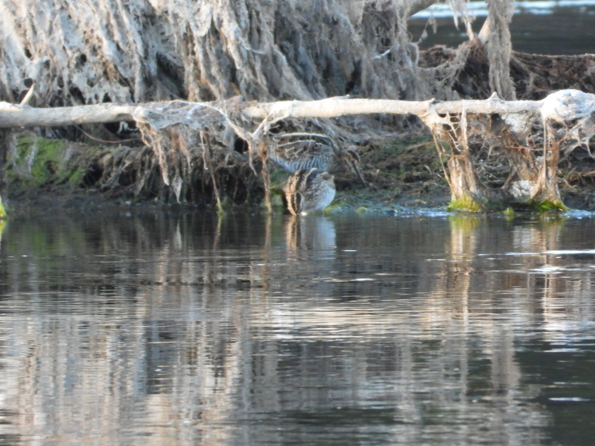 Wilson's Snipe - ML645625060