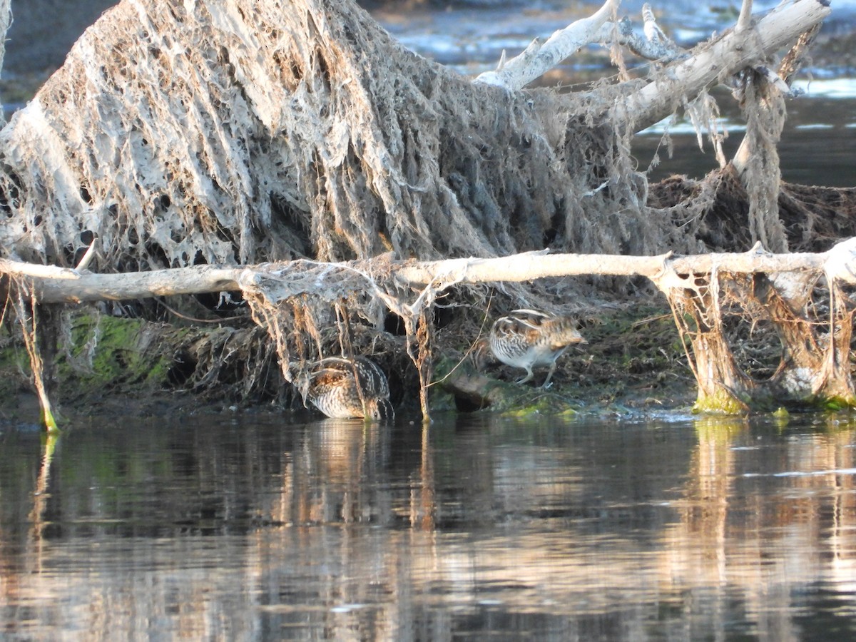 Wilson's Snipe - ML645625061