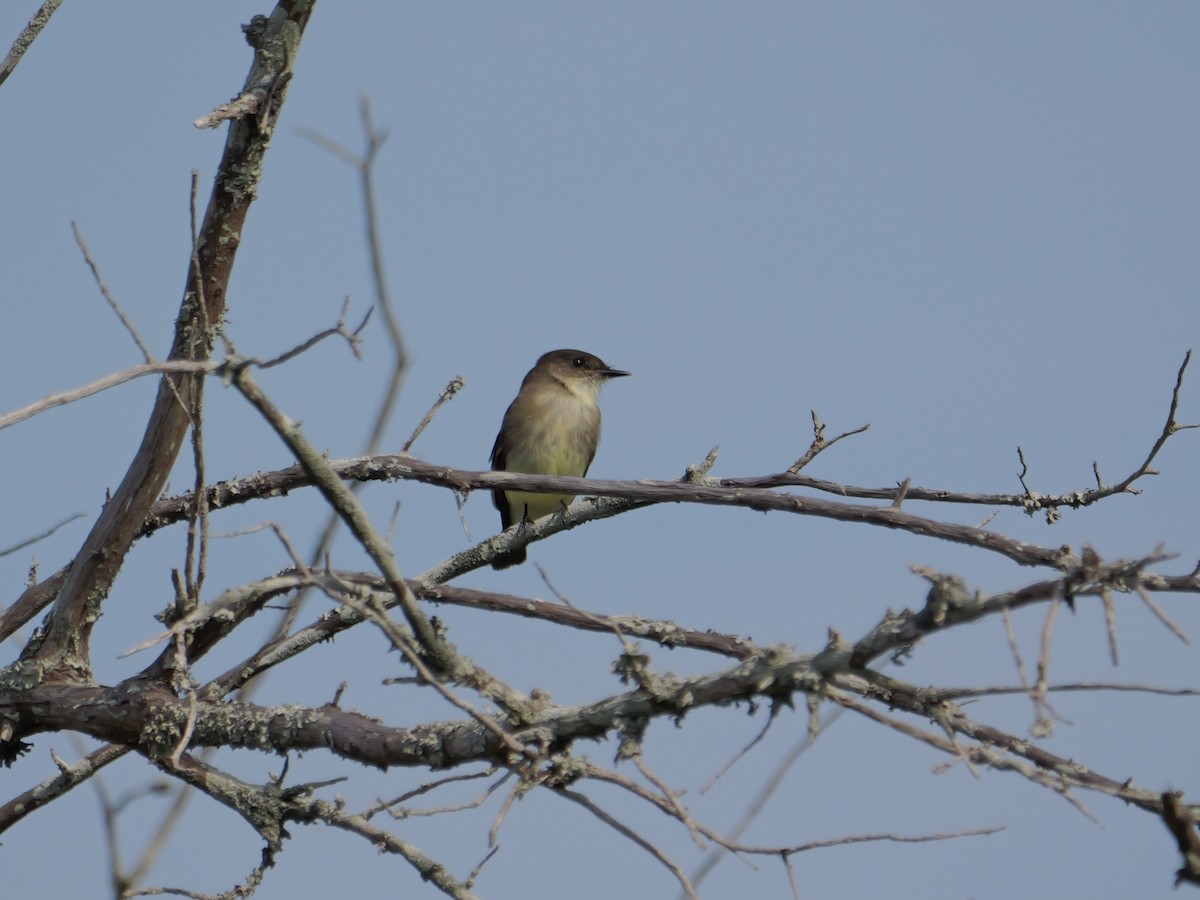 Weißbauch-Phoebetyrann - ML645625062