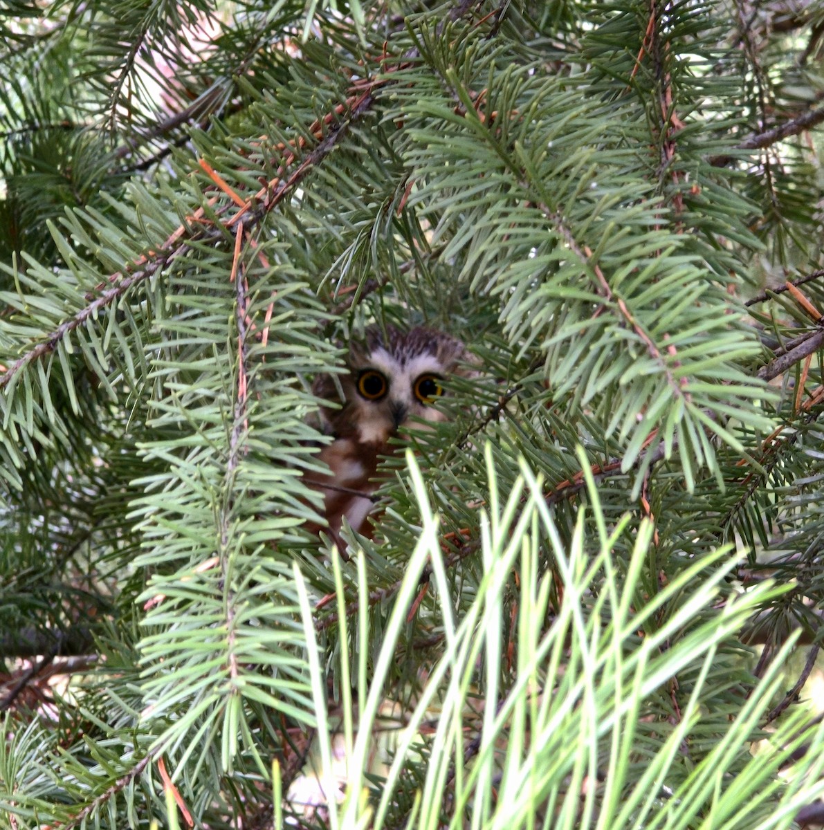 Northern Saw-whet Owl - ML645625067
