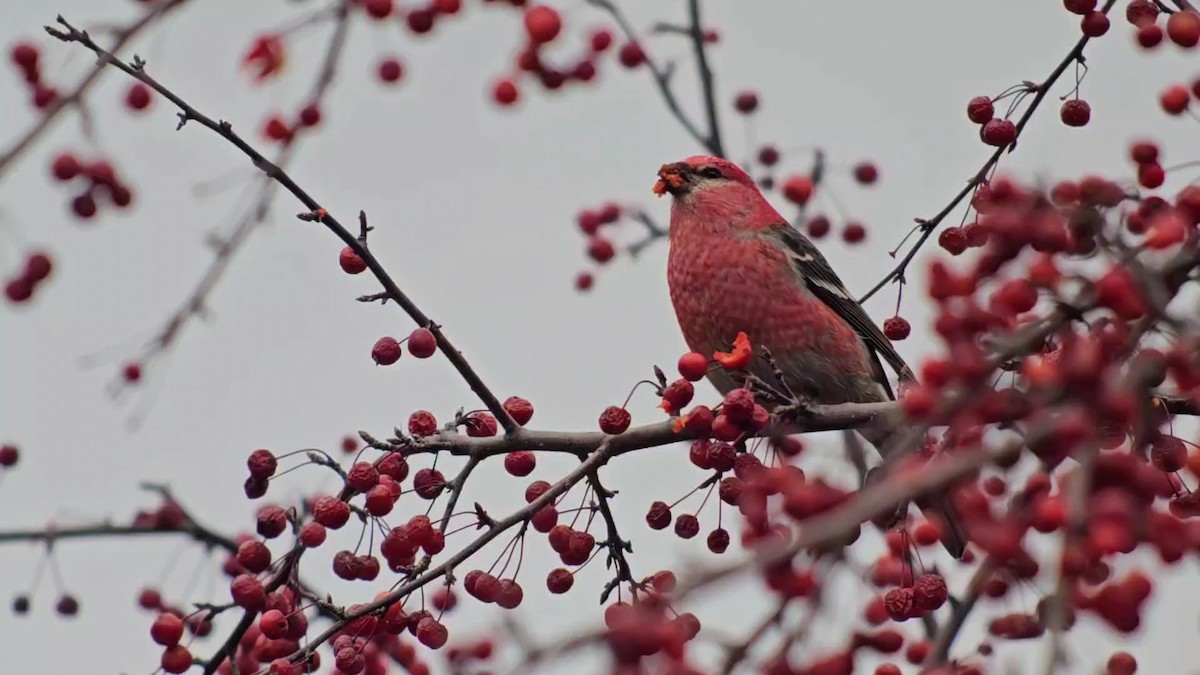 Pinu-gailupa - ML645625074